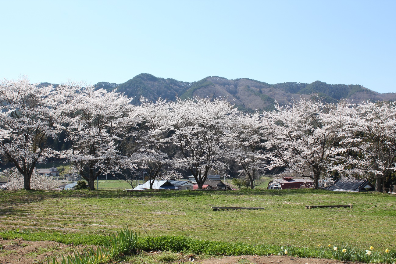 猿沢の桜1