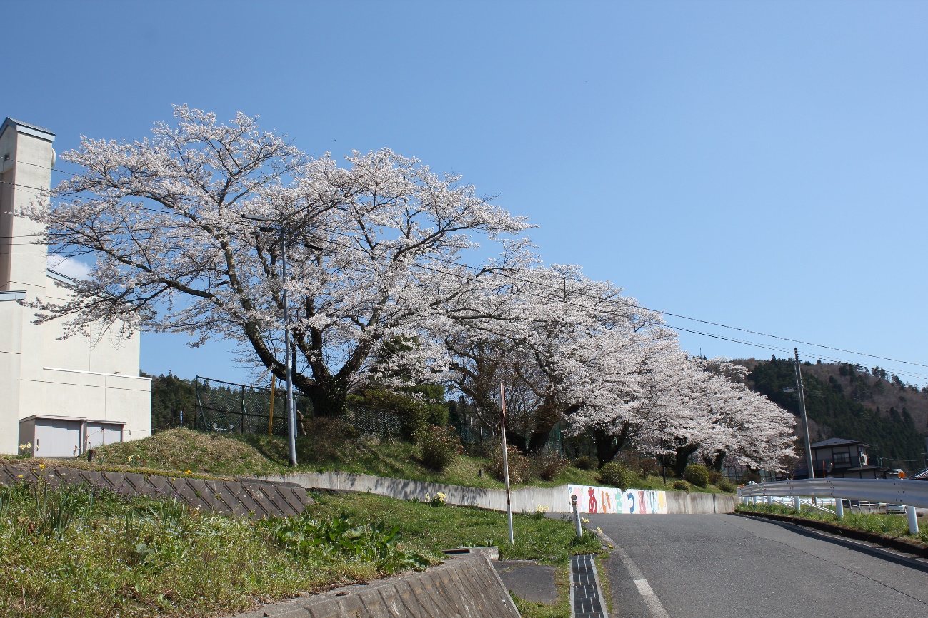 猿沢の桜2